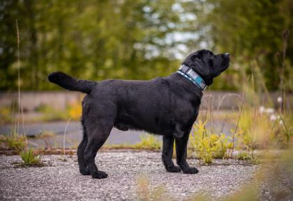 Liebevolle Labrador-Hausaufzucht