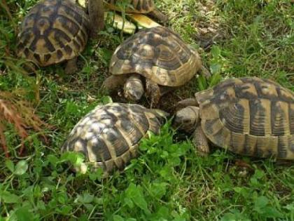 Griechische Landschildkröte, NZ 2021, m