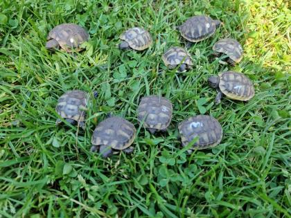 Griechische Landschildkröten THB