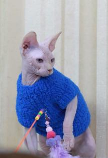 Sphynx katzen