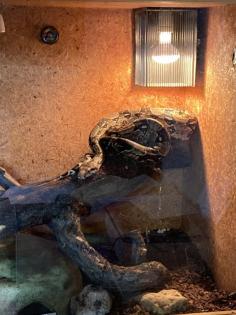 Boa Constrictor inklusive Terrarium
