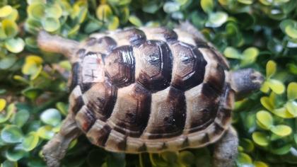 Maurische Landschildkröten aus 2024 - mit Papieren