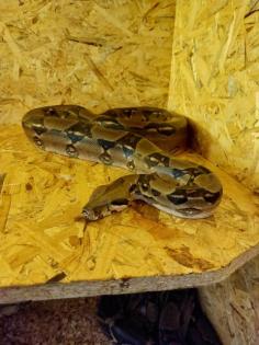 Verkaufe Boa Imperator Männchen Terrarium