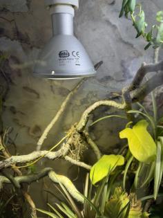 Panther Chamaeleon incl Terrarium und Technik