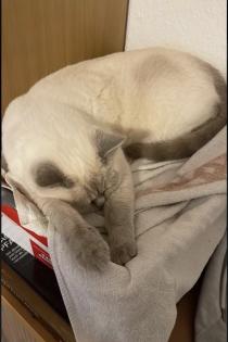 Abgabe bereite BKH blue point kitten Nur 1 männlich übrig