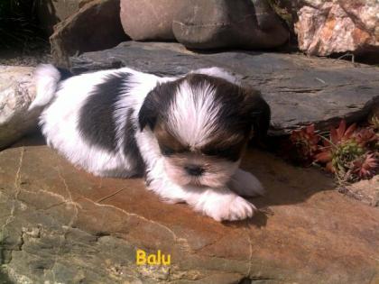 Süße Shih-Tzu Welpen zu verkaufen