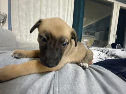 11 Süße Malinois Welpen suchen ein neues Zuhause