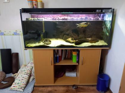 Rotbauch-Spitzkopf-Schildkröte inkl. komplettem Aquarium abzugeben -zu verschenken-