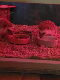 Weißbauchigel Weibchen 1Jahr zu verkaufen