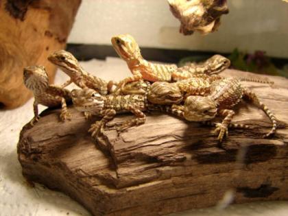 Zwergbartagamen pogona henrylawsoni Jungtiere