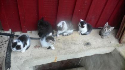Katzenbabies zu verschenken