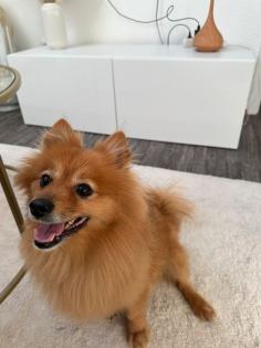 Spitz Pomeranian Sucht dringend liebevolles Zuhause