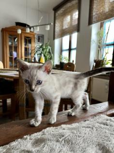 Snow Bengalen aus liebevoller Zucht mit TICA-Stammbaum - nur noch 2 zu haben
