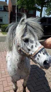 Bildhübscher Appaloosa Hengst 1 2 Spännig gefahren