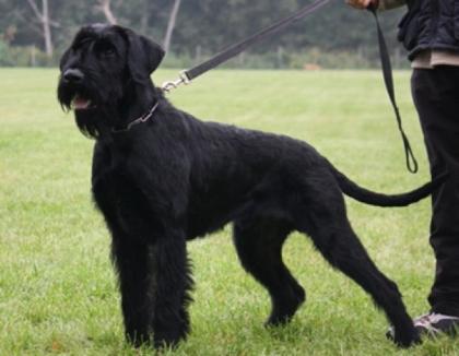 Riesenschnauzer Rüden