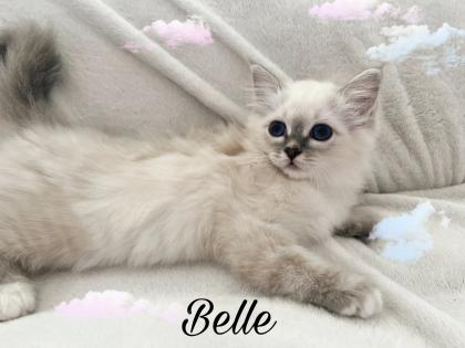 Heilige Birma Kitten / unsere zuckersüßen Wölkchen