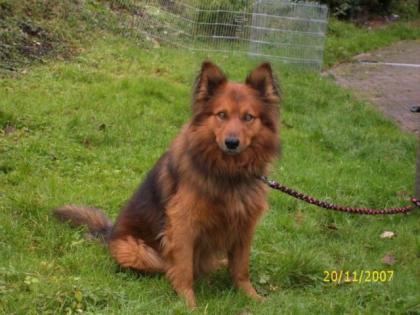 Harzer Fuchs- und Gelbbacken Welpen