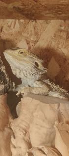 Bartagame mit Terrarium Komplett