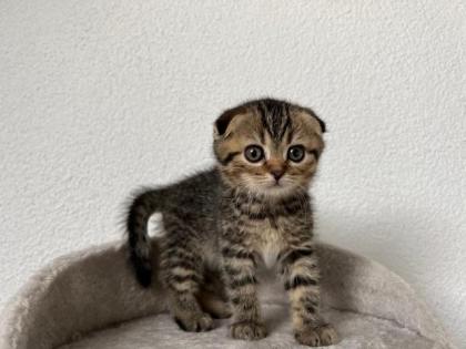 BKH Kitten ab 11. 06. 2022 abzugeben