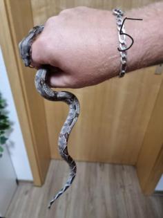 Boa constrictor Babys