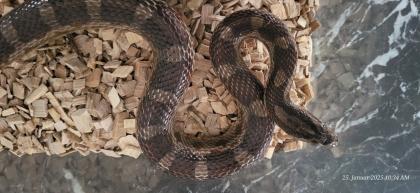 Kornnatter, 2. 0, Pantherophis guttatus, Terrarium 80x80x150 cm