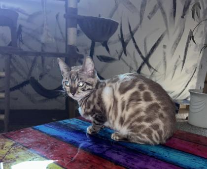 Bengal Jung Katzen 5 Monate alt