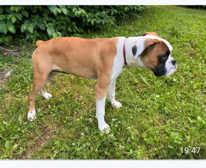 Hund verkaufen in Groß Gerau