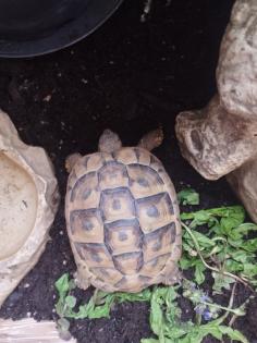 Griechische Landschildkröte weiblich aus 2014