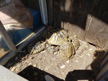 8 Landschildkröten abzugeben