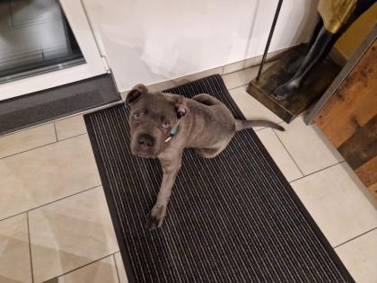 Verkaufe einen Cane Corso