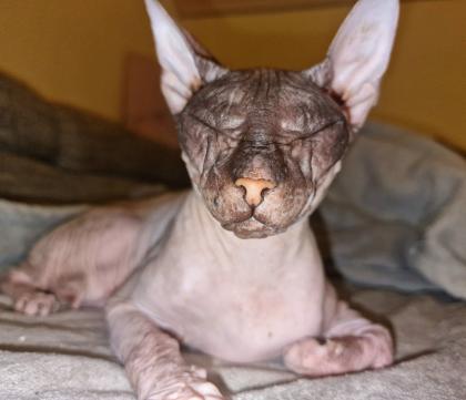 Don Sphynx weiblich