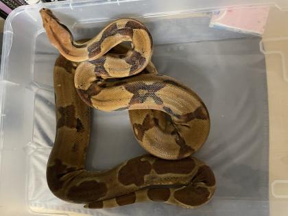 2 Boa Constrictor Imperator Mädels abzugeben