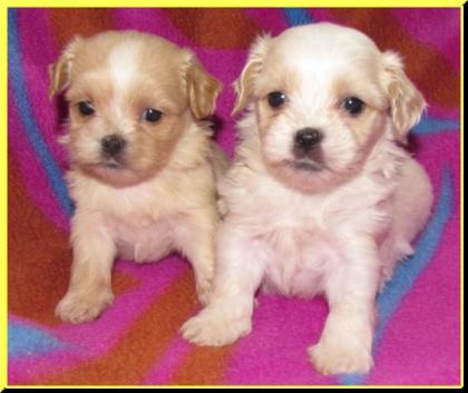 Malteser-Shihtzu