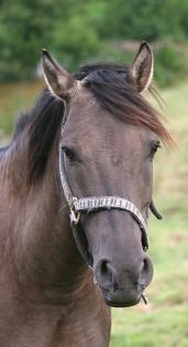 HALT Suche DRINGEND Reitbeteiligung