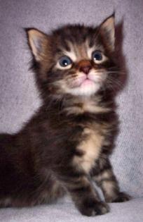 5 typvolle Maine Coon Kitten abzugeben