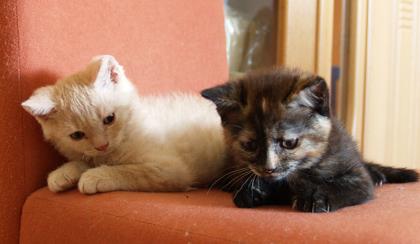 BKH Selkirk Rex Katzenbabys 12 Wochen 200, 00 Euro zu Verkaufen