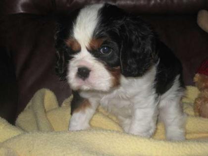 Cavalier King Charles Spaniel Welpe