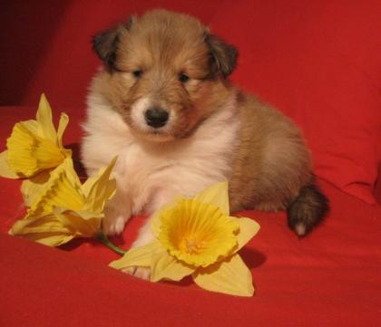Colliewelpen, gold-sable