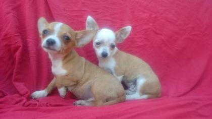 Mini chihuahua