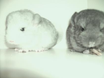 2 süße Chinchilla Babys abzugeben