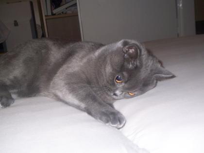 BKH Deckkater