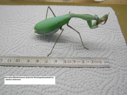 Riesengottesanbeterin Hierodula Membranacea