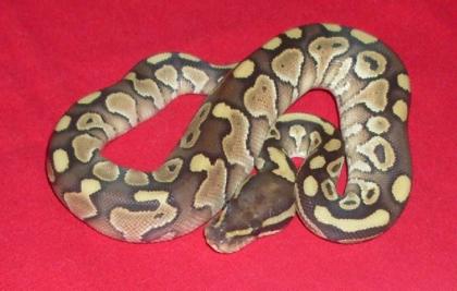 Königspython Lesser Platinum