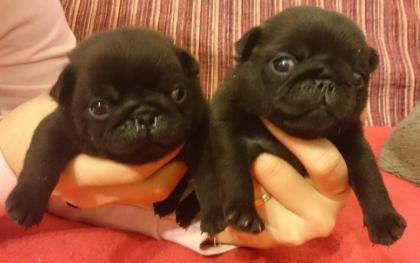 Mops - Qualitäts Welpen mit Stammbaum FCI - beige und schwarz