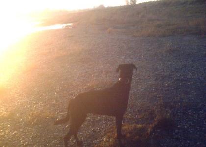 Liebevolle Hundebetreuung /Tagesplatz