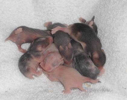 Hamsterbabies aus Zucht zu verkaufen