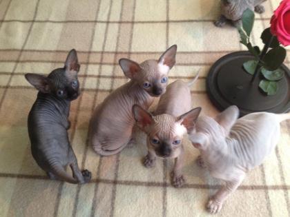 Hypoallergene 100 haarlose Sphynx-Kätzchen