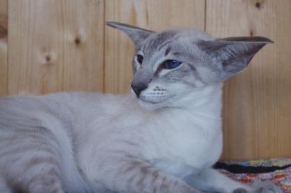 Siam/OKH Kater blue-point tabby mit Stammbaum - Lieferung möglich