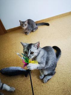 Reinrassige BKH Kitten suchen dich