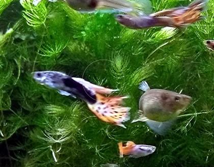 Guppy Mixe, AKTION, 7, 50Euro/ 6 Stck. Versand/ Abholung